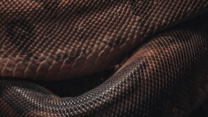 serpent