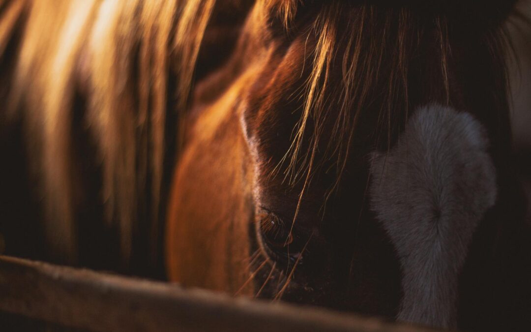 Comment le signe du Cheval influence votre vie sociale ?